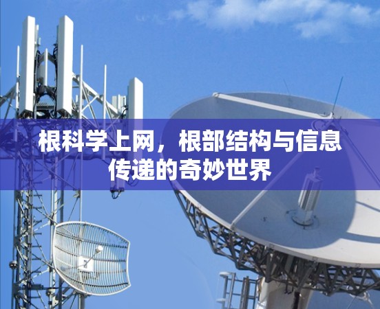 根科学上网，根部结构与信息传递的奇妙世界